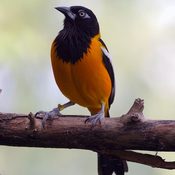 Venezuelan Troupial